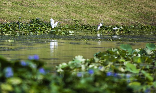传承文脉诗词秀  盛世龙吟震宇寰–春游凤河古镇远山中华诗词文化艺术馆随笔-图片5